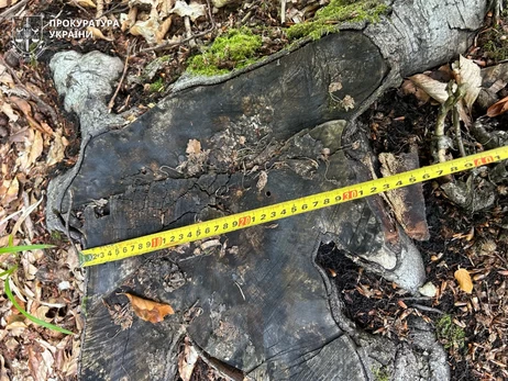 САП викрила рекордну вирубку лісу у Карпатах - за нею стоять чиновники