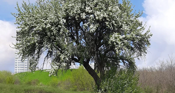 В Запорожье зацвела груша, под которой ночевал Тарас Шевченко