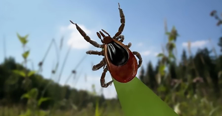 Діяти треба негайно: що робити, якщо вкусив кліщ