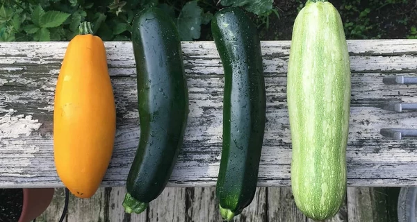 Низкокалорийный продукт: польза и вред кабачков, кому следует избегать