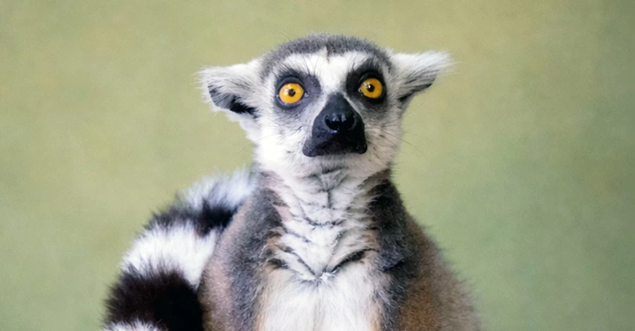 КиївЗоо прихистив врятованого лемура з Дніпропетровщини