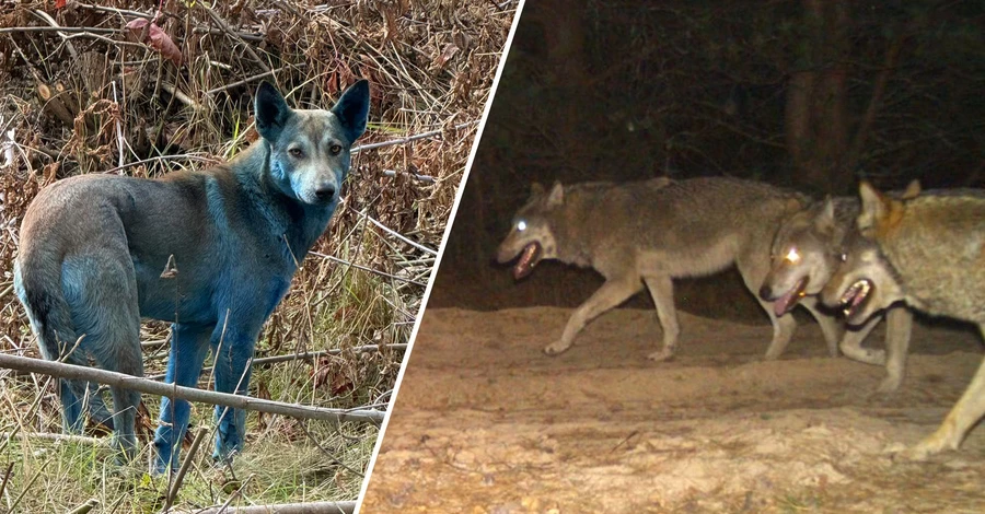 Тварини у Чорнобилі через 40 років: вовки-мутанти, чорні жаби та міф про синіх собак
