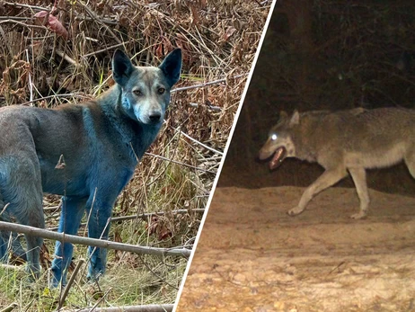 Животные в Чернобыле спустя 40 лет: волки-мутанты, черные лягушки и миф о синих собаках