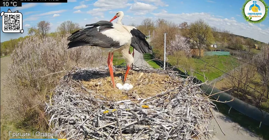 Лелека Одарка знесла п'яте яйце