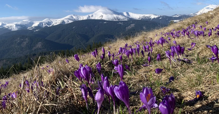 У високогір’ї Карпат зацвіли шафрани - названо топ-локації