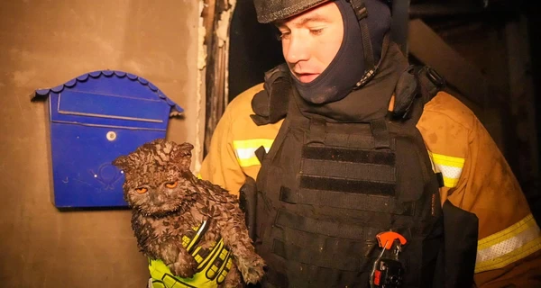 В Одесі з-під завалів врятували кота, господарі якого загинули під час нічної атаки