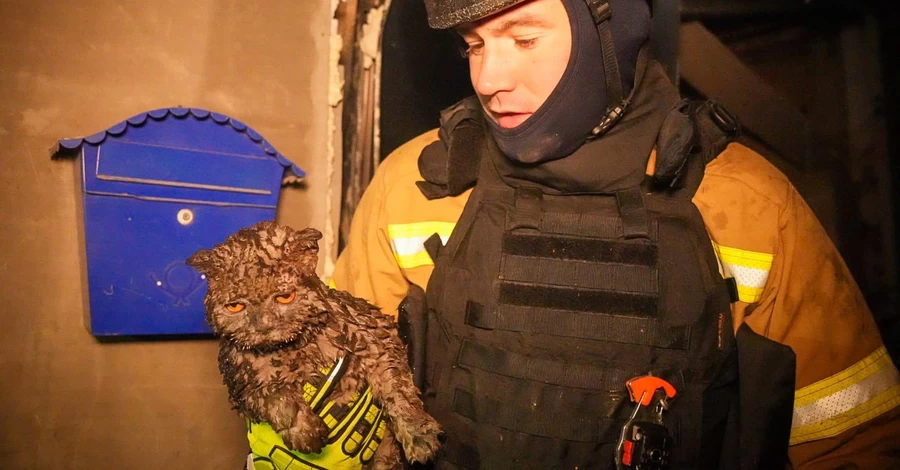 В Одессе из-под завалов спасли кота, хозяева которого погибли во время ночной атаки