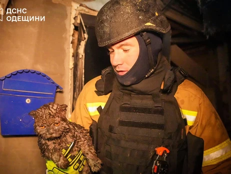 В Одессе из-под завалов спасли кота, хозяева которого погибли во время ночной атаки