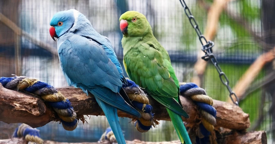 Лелеки, журавлі, ібіси та папуги повертаються у відкриті вольєри КиївЗоо