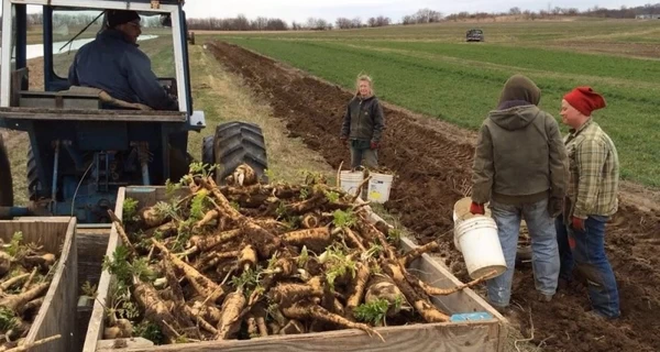 «Хрінаші» із закарпатської столиці хрону: один корінь може давати врожай 30 років