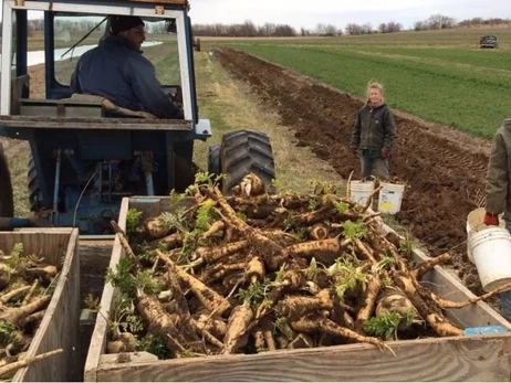 «Хрінаші» із закарпатської столиці хрону: один корінь може давати врожай 30 років