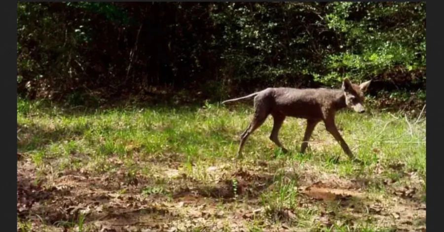 В Інституті зоології прокоментували відео з 