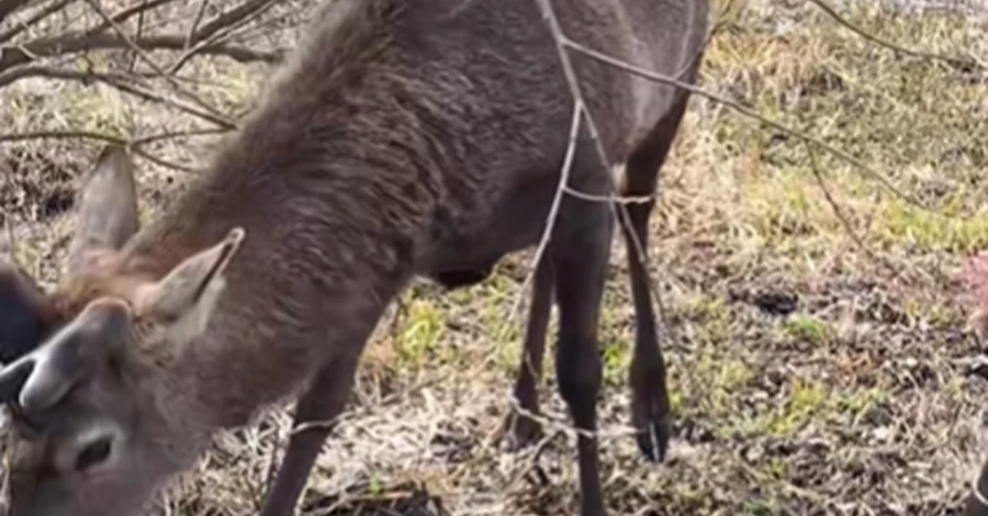 На Рівненщині суд оштрафував жінку, яка збила оленя Бориса