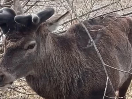 В Ровенской области нашли знаменитого оленя Бориса, пропавшего после ДТП