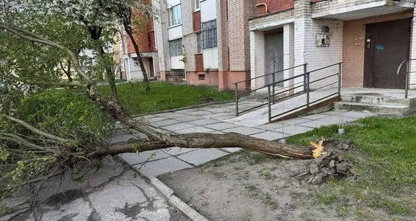 В Івано-Франківську та Луцьку вітер зносить дерева, а у Львові – випав сніг