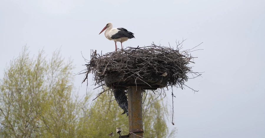 Польский аист Збыся неожиданно изменил страну гнездования и поселился в Украине