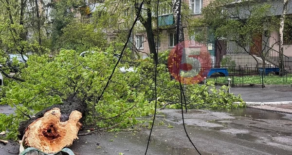 У Києві буря знесла 150-річний 