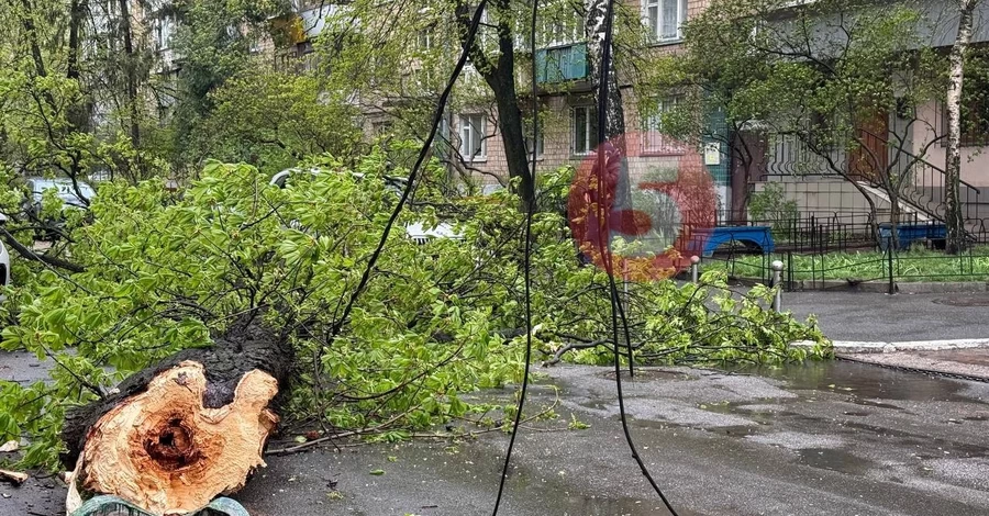 В Киеве буря снесла 150-летний 