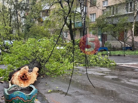 В Киеве буря снесла 150-летний 