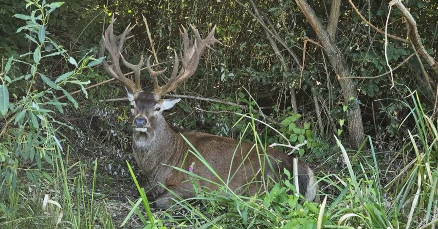 Оленя Бориса придется оперировать: место, где он прячется, держат в секрете