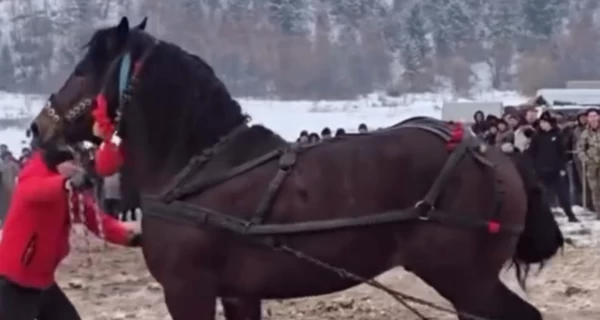На Прикарпатье суд закрыл дело против организатора конного фестиваля несмотря на жалобы зоозащитников