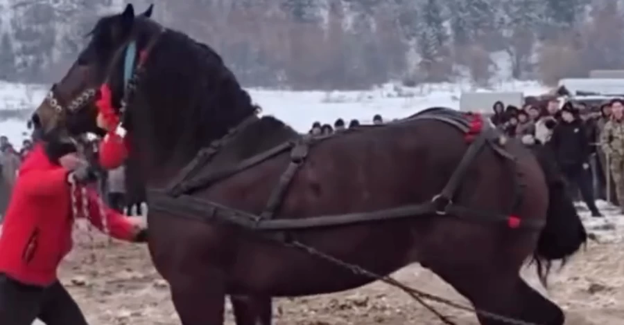 На Прикарпатье суд закрыл дело против организатора конного фестиваля несмотря на жалобы зоозащитников