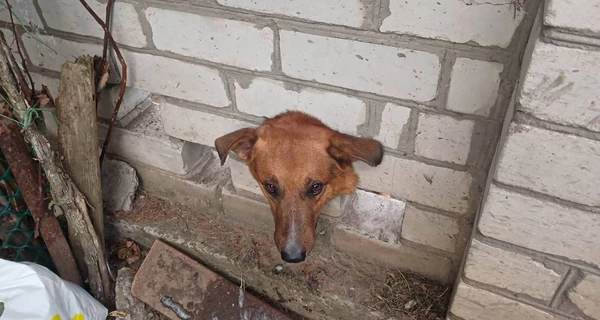 В Кременчуге спасатели освободили собаку, которая застряла в кирпичном заборе