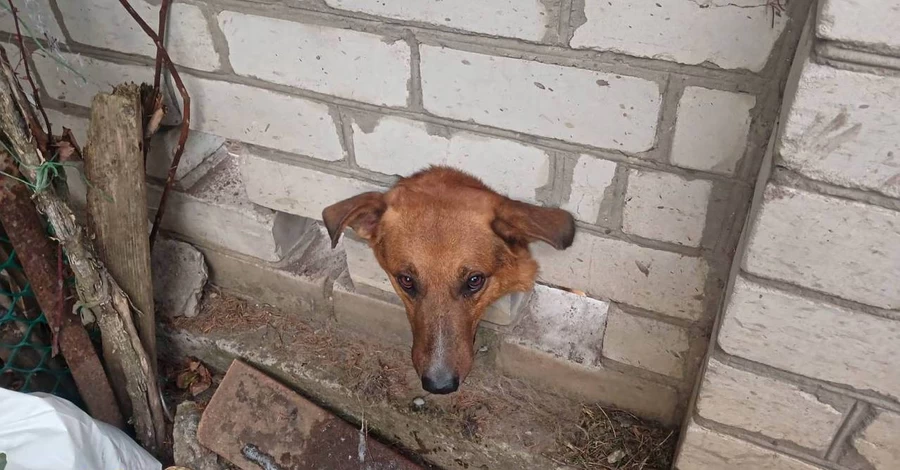 У Кременчуці рятувальники визволили собаку, який застряг у цегляному паркані