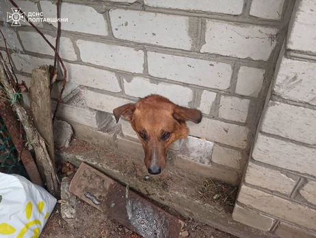 У Кременчуці рятувальники визволили собаку, який застряг у цегляному паркані