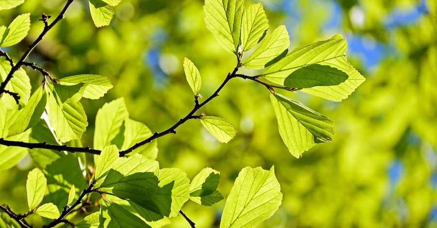 Погода в Украине 29 апреля - днем ​​не больше +13 градусов, а ночью прогнозируют заморозки