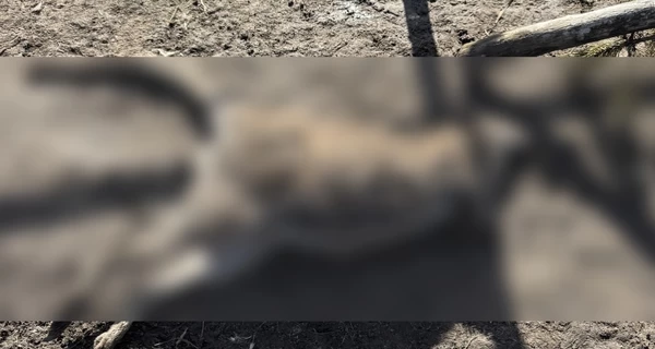 Кенгуру и оленей в мини-зоопарке на Полтавщине загрызла стая собак