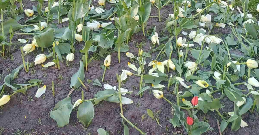 У Києві невідомі знищили тюльпанові клумби в двох районах міста