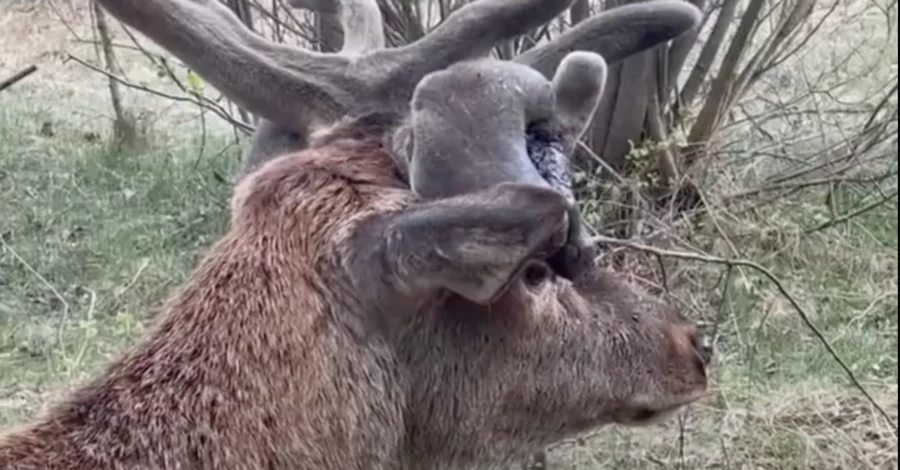 Оленя Бориса показали на видео - он идет на поправку и контактирует только со своим опекуном