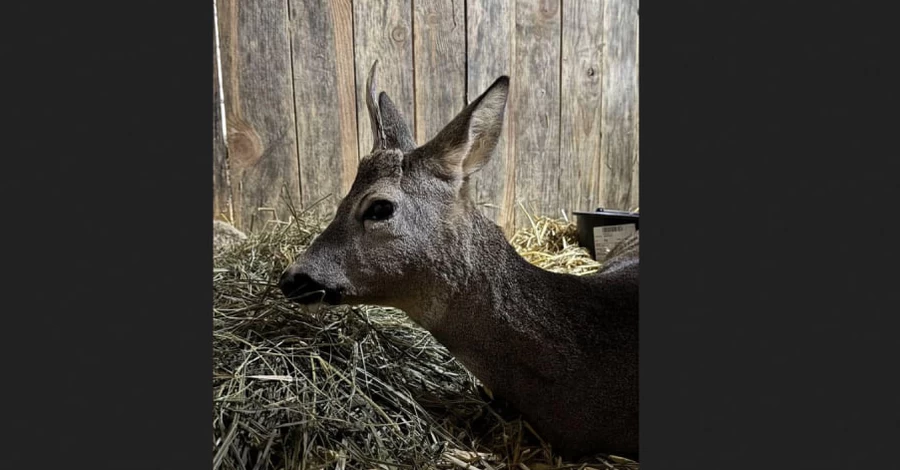 У Львові врятували збиту автомобілем козулю, яка виявилася вагітною двійнею