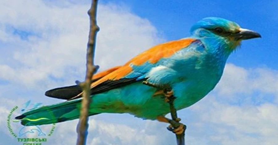 В Одеську область прилетіли рідкісні екзотичні птахи
