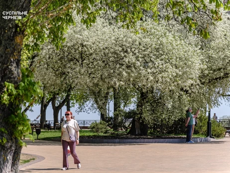 В Чернигове вновь зацвела 10-метровая вишня-антипка, которой около 120 лет