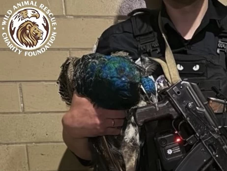 В Киеве полицейские спасли павлина, который заблудился на стройплощадке