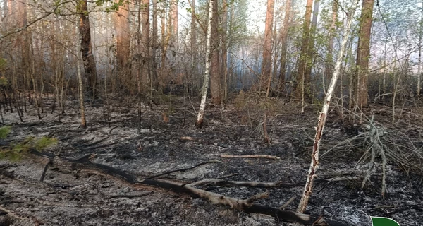 На Чернігівщині площа лісової пожежі через обстріл РФ досягла 5800 гектарів