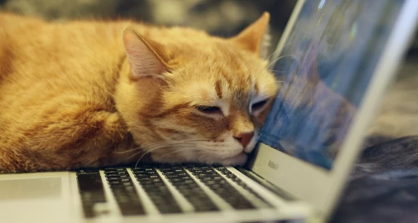 Cats Lock для Mac – появилось приложение, которое защищает клавиатуру от котов