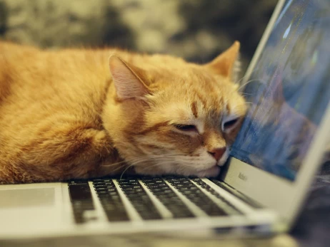Cats Lock для Mac – появилось приложение, которое защищает клавиатуру от котов