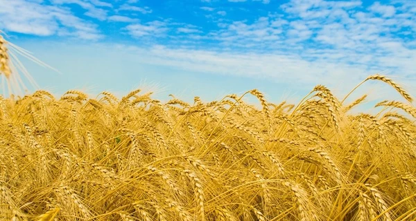 Угорщина випадково скасувала заборону на імпорт українських продуктів