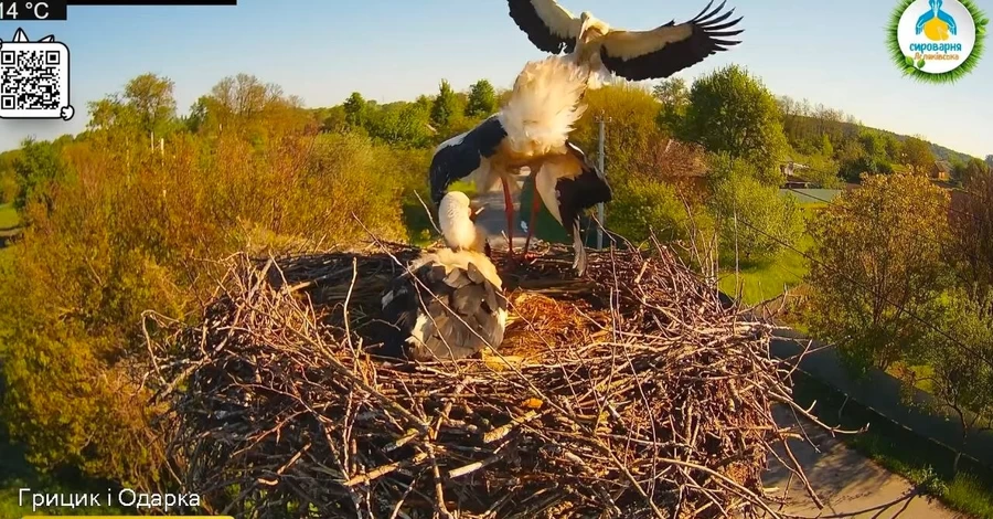 У аистов Одарки и Грицика одно яйцо замерло – будут выращивать четырех птенцов