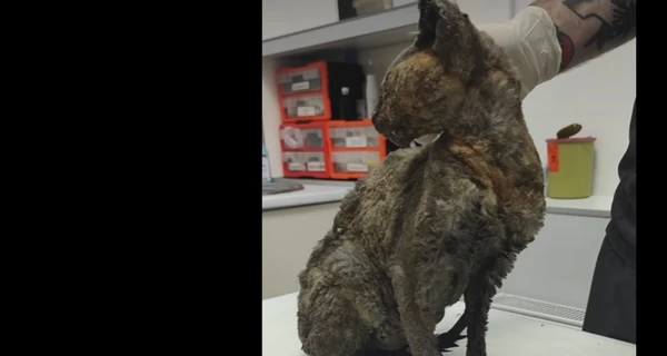 В Киеве на Лукьяновке нашли раненую кошку, которая три дня провела под завалами