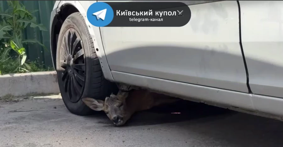 В Киеве олененок скрывался от российских ударов под автомобилем
