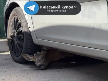 В Києві оленятко ховалося від російських ударів під автомобілем