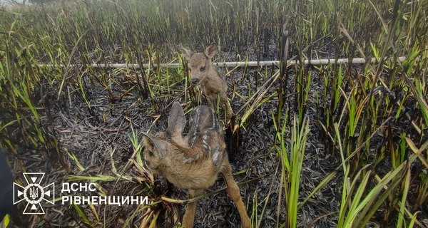 В Ровенской области двух оленят спасли из огненной ловушки