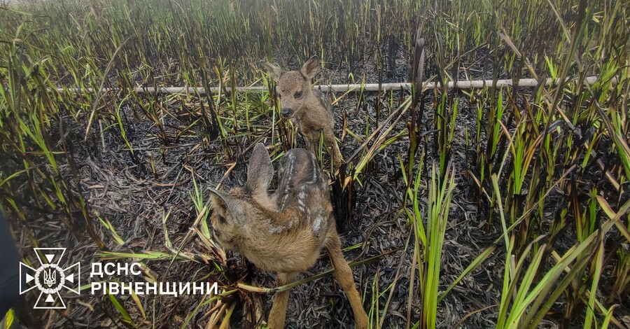 На Рівненщині двох оленяток врятували з вогняної пастки