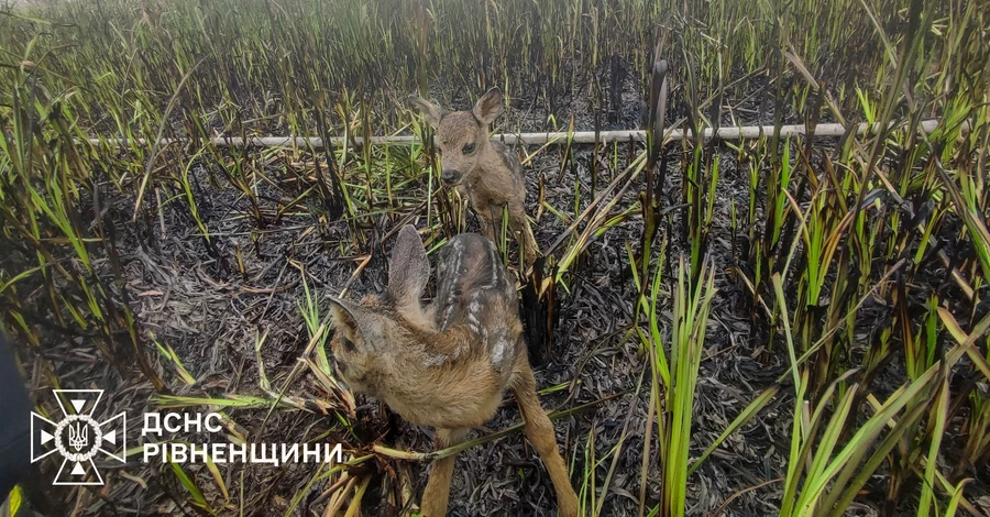 В Ровенской области двух оленят спасли из огненной ловушки