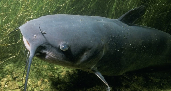 В Варшаве задержали украинца, который выловил из озера знаменитого сома-долгожителя