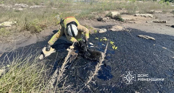 В Ровненской области спасатели освободили собаку, застрявшую в смоляной ловушке